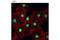 Menin 1 antibody, 6891S, Cell Signaling Technology, Immunocytochemistry image 