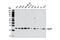 Autophagy Related 101 antibody, 13492S, Cell Signaling Technology, Western Blot image 