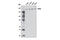 DNA excision repair protein ERCC-6-like antibody, 8886S, Cell Signaling Technology, Western Blot image 