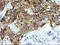 Sorting Nexin 8 antibody, LS-C172515, Lifespan Biosciences, Immunohistochemistry frozen image 