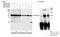 Protein Kinase D2 antibody, A300-074A, Bethyl Labs, Immunoprecipitation image 