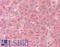 Plasminogen antibody, LS-B10241, Lifespan Biosciences, Immunohistochemistry frozen image 