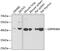 Serpin Family B Member 9 antibody, GTX54693, GeneTex, Western Blot image 