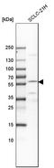 EYA Transcriptional Coactivator And Phosphatase 2 antibody, HPA027024, Atlas Antibodies, Western Blot image 