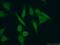 PHD Finger Protein 20 antibody, 22010-1-AP, Proteintech Group, Immunofluorescence image 