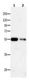Calcium/Calmodulin Dependent Protein Kinase IG antibody, orb107355, Biorbyt, Western Blot image 