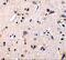 GDNF Family Receptor Alpha 1 antibody, A02897, Boster Biological Technology, Immunohistochemistry paraffin image 