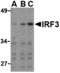 Interferon Regulatory Factor 3 antibody, MBS150470, MyBioSource, Western Blot image 