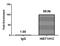 Histone Cluster 1 H1 Family Member C antibody, orb517128, Biorbyt, Chromatin Immunoprecipitation image 