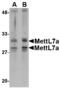 Methyltransferase Like 7A antibody, A14279-1, Boster Biological Technology, Western Blot image 