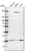 SUB1 Regulator Of Transcription antibody, NBP1-82454, Novus Biologicals, Western Blot image 