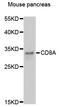 CD8 antibody, LS-C747143, Lifespan Biosciences, Western Blot image 