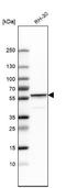 Desmin antibody, NBP1-85549, Novus Biologicals, Western Blot image 