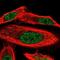 WD Repeat Domain 25 antibody, NBP1-93467, Novus Biologicals, Immunofluorescence image 