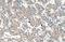 Kynureninase antibody, A06885, Boster Biological Technology, Immunohistochemistry paraffin image 