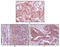 Eukaryotic Translation Initiation Factor 4E Binding Protein 1 antibody, STJ97804, St John