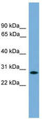 Apolipoprotein L Domain Containing 1 antibody, TA339566, Origene, Western Blot image 