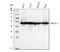 Regulator Of Chromosome Condensation 1 antibody, M02719-1, Boster Biological Technology, Western Blot image 