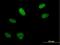 Arginine And Glutamate Rich 1 antibody, H00055082-B01P, Novus Biologicals, Immunofluorescence image 