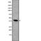 Forkhead Box I1 antibody, abx215453, Abbexa, Western Blot image 