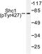 SHC Adaptor Protein 1 antibody, LS-C192185, Lifespan Biosciences, Western Blot image 