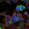 Heat Shock Protein 90 Alpha Family Class B Member 1 antibody, LS-C814021, Lifespan Biosciences, Immunofluorescence image 