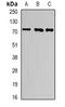 Activating Transcription Factor 6 antibody, orb340705, Biorbyt, Western Blot image 
