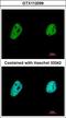 Transcription Elongation Regulator 1 antibody, LS-C155332, Lifespan Biosciences, Immunofluorescence image 