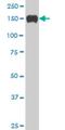 SP110 Nuclear Body Protein antibody, H00003431-M03, Novus Biologicals, Western Blot image 