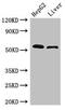 Lysosome membrane protein 2 antibody, CSB-PA619859LA01HU, Cusabio, Western Blot image 