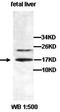 Histidine Triad Nucleotide Binding Protein 2 antibody, orb77636, Biorbyt, Western Blot image 