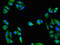 GULP PTB Domain Containing Engulfment Adaptor 1 antibody, orb52174, Biorbyt, Immunofluorescence image 