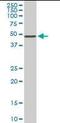 Serine/Threonine Kinase 38 antibody, orb95139, Biorbyt, Western Blot image 