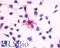 Melanocortin 4 Receptor antibody, LS-A1032, Lifespan Biosciences, Immunocytochemistry image 