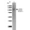 Gamma-Aminobutyric Acid Type B Receptor Subunit 2 antibody, 56523, QED Bioscience, Western Blot image 