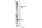 Glycogen Synthase Kinase 3 Beta antibody, 9336S, Cell Signaling Technology, Western Blot image 
