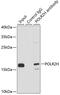RNA Polymerase II Subunit H antibody, GTX65882, GeneTex, Immunoprecipitation image 