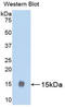 Luteinizing Hormone Beta Polypeptide antibody, LS-C301157, Lifespan Biosciences, Western Blot image 
