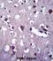 CNGA2 antibody, abx028085, Abbexa, Immunohistochemistry frozen image 