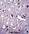 Cyclic Nucleotide Gated Channel Alpha 2 antibody, abx028085, Abbexa, Immunohistochemistry frozen image 