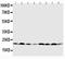 O-6-Methylguanine-DNA Methyltransferase antibody, PA1408, Boster Biological Technology, Western Blot image 