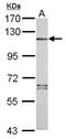 NLR Family Pyrin Domain Containing 7 antibody, NBP2-19548, Novus Biologicals, Western Blot image 