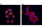 Dickkopf WNT Signaling Pathway Inhibitor 1 antibody, 48367S, Cell Signaling Technology, Immunocytochemistry image 