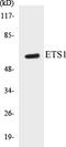 ETS Proto-Oncogene 1, Transcription Factor antibody, EKC1205, Boster Biological Technology, Western Blot image 