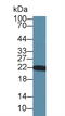 Parkinsonism Associated Deglycase antibody, MBS2001473, MyBioSource, Western Blot image 