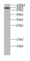 Signaling lymphocytic activation molecule antibody, FNab07902, FineTest, Western Blot image 