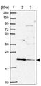 Transmembrane Protein 11 antibody, NBP2-13443, Novus Biologicals, Western Blot image 