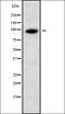 Unc-5 Netrin Receptor A antibody, orb338475, Biorbyt, Western Blot image 