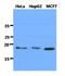 Dynein Axonemal Light Chain 1 antibody, NBP2-42657, Novus Biologicals, Western Blot image 