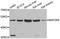 Mitogen-Activated Protein Kinase Kinase 5 antibody, abx005276, Abbexa, Western Blot image 